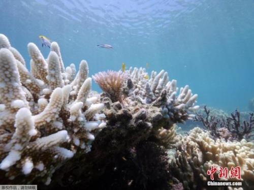 中国侨网资料图：当地时间3月1日，位于澳大利亚昆士兰蜥蜴岛的研究站发布了大堡礁珊瑚加速白化的照片。