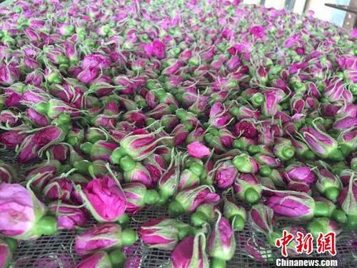 中国侨网图为蔡庄村玫瑰种植基地 李超 摄