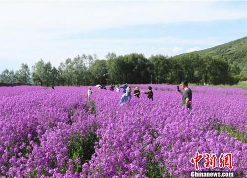 中国侨网6月中旬，甘肃省和政县数百亩鲁冰花竞相绽放，吸引游人前来赏花和游玩。　罗东升　摄