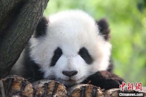 中国侨网图为大熊猫“成浪”。　成都大熊猫繁育研究基地供图