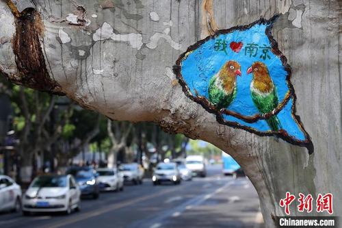 中国侨网梧桐树干上的“鸟儿”图案栩栩如生。　泱波　摄