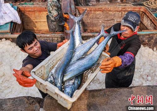 中国侨网9月12日，在山东荣成石岛渔港一处码头，归来渔船忙着卸下新鲜鲅鱼。　李信君　摄