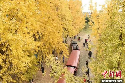 中国侨网穿梭在百年银杏树中的小火车。　李永春　摄