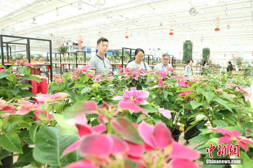 十余家海外华媒人探访西北最大花卉集散地