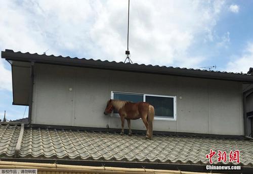 日本洪水中失踪的小马竟然出现在屋顶