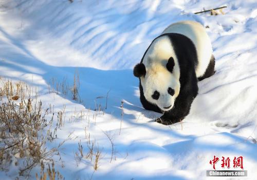 大熊猫雪中撒欢 享受欢乐冬日时光
