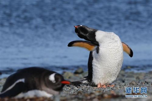 与自然和谐相处 南极长城站的企鹅与贼鸥