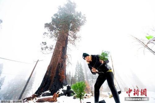 拯救红杉！美国加州民众发起种植红杉幼苗活动