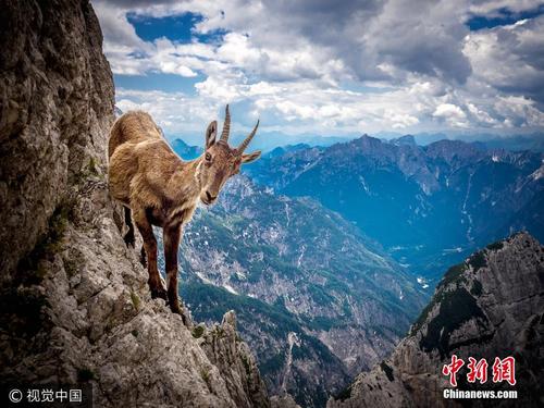 摄影师寻踪野山羊