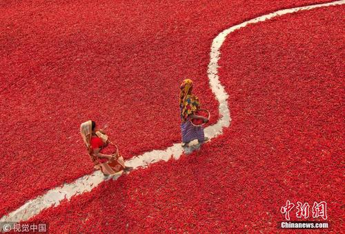 孟加拉国农民晾晒红辣椒 