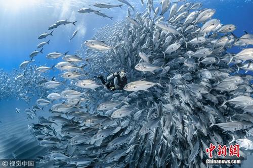 全球水下摄影大赛揭秘水下绝美世界