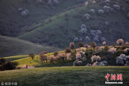 新疆伊犁天山春景雪景“两重天”