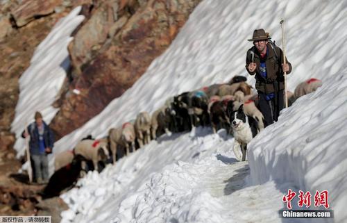 意大利高山牧羊排队爬雪山 景象壮观