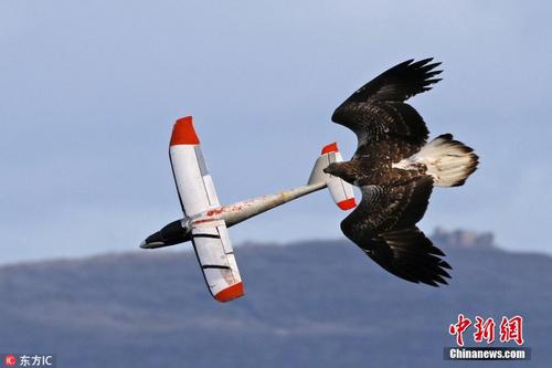 任性海雕同滑翔机模型上演“比翼双飞”