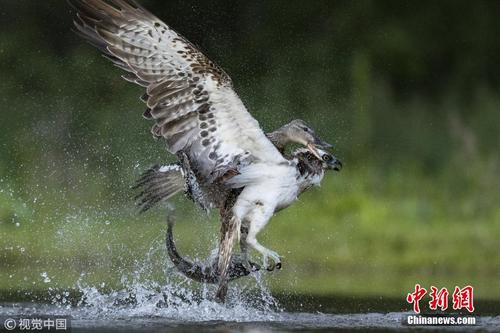 厉害了我的鸭！绿头鸭欺上身鱼鹰丢鱼逃跑