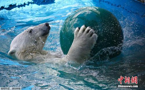 俄罗斯呆萌北极熊游泳消暑 