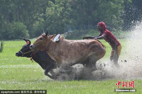 印度农民参加耕牛赛跑 农田里飞奔激烈比拼