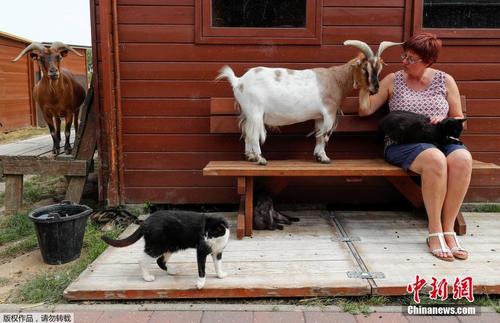 比利时女子建动物“养老院” 萌宠相处融洽