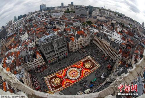 比利时展出1800平方米鲜花地毯 