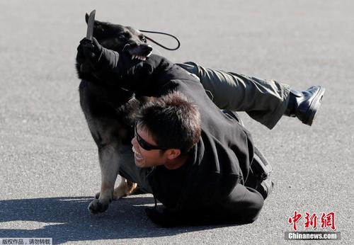 日本警方举行2020年奥运会安保演习 警犬凶猛扑咬