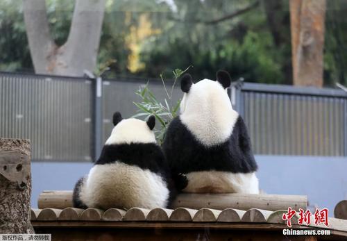 旅日大熊猫“香香”户外玩耍  
