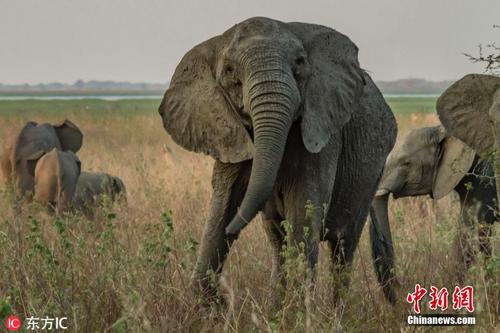 基因倒退 莫桑比克大象为自保不再长牙