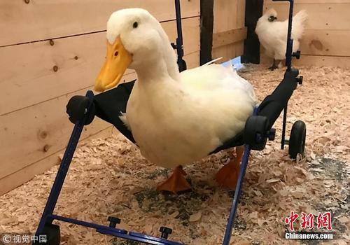 暖心！天生跛脚小鸭子获得微型轮椅学会走路