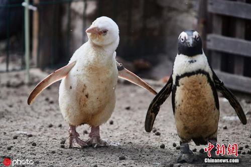 波兰动物园罕见白化企鹅首度公开亮相 