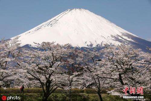 日本富士山下樱花盛放 粉樱与白雪相映成趣醉游人