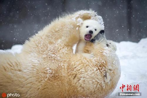 俄北极熊宝宝和妈妈嬉戏玩耍 可爱爆了 
