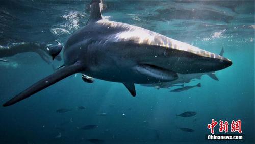 南非摄影师拍到黑鳍鲨似吞食同类 