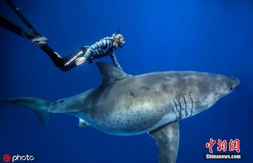 夏威夷姑娘潜水偶遇超级大白鲨 亲密同游画面美得像跳舞