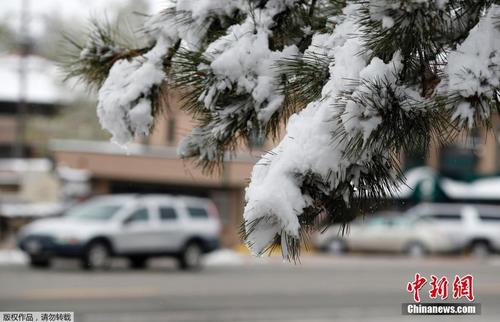 美国科罗拉多州降雪 树木被压弯 