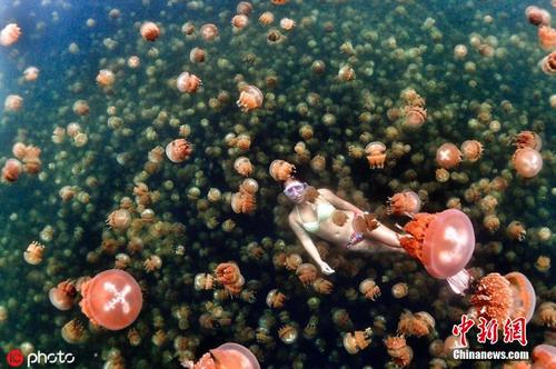 美极了！潜水爱好者与上千条水母共舞 