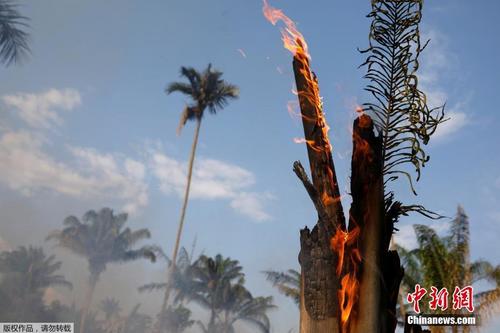 亚马逊森林大火持续数日 绿色植被烧成枯木 