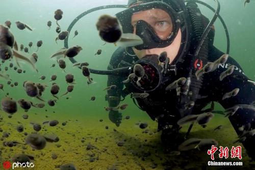 密集恐惧症慎入！加拿大水下摄影师与蝌蚪同游画面震撼