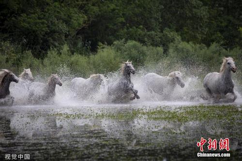 法国马群飞奔过河 身姿矫健如“水上飞” 