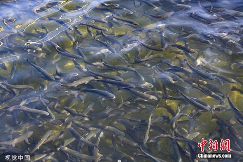 美加州鲑鱼迎来洄游产卵季 集体逆流而上景象壮观