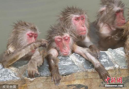 惬意又自在 日本北海道群猴池中泡澡