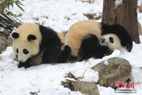 成都大熊猫繁育研究基地举办“丰容”活动