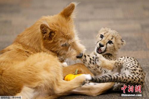 美国一家动物园的猎豹和小狗成为好朋友