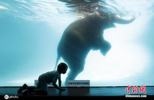 泰国大象泳池中潜水 吸引游客隔窗观看