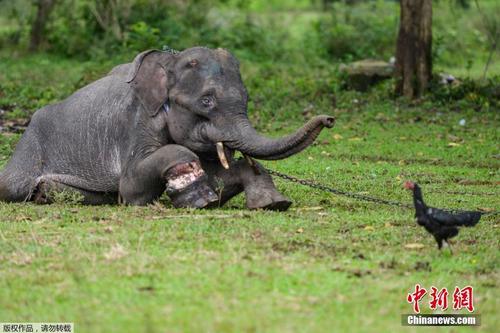 印尼小象被困陷阱腿部受伤 获救后有了“新妈妈”
