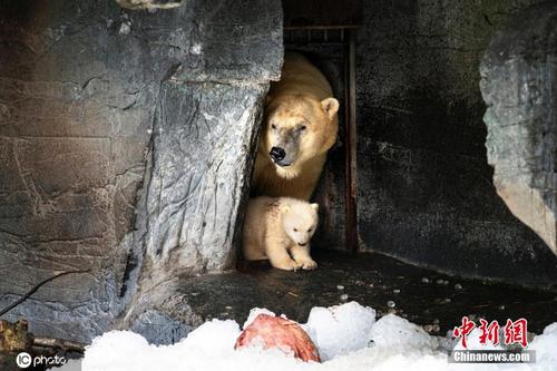丹麦北极熊宝宝首次走出洞穴