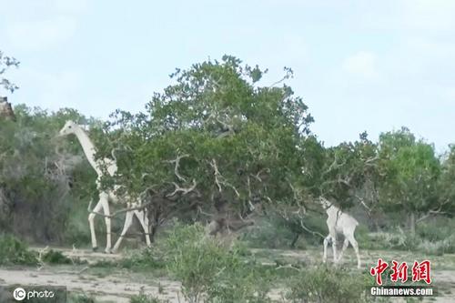 肯尼亚稀有白色长颈鹿遭杀害 仅剩最后一只