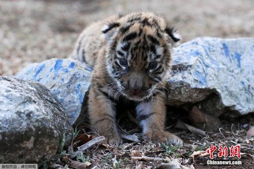 墨西哥一家动物园新生孟加拉虎 取名为“Covid”