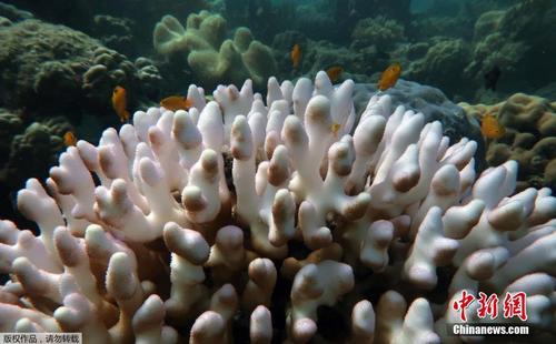 大堡礁五年内第三次大规模白化 科学家吁采取行动