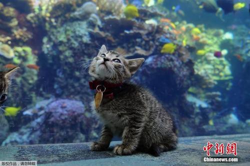小奶猫“掉进大鱼缸” 美国水族馆迎来特殊客人