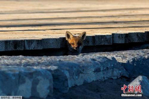 加拿大安大略湖边 小狐狸和民众一起“遛弯”
