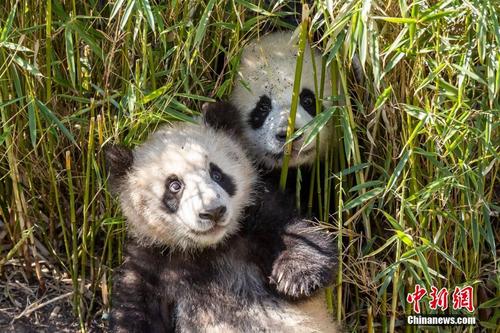 疫情未阻碍竹子供应 旅德大熊猫一家四口状态良好